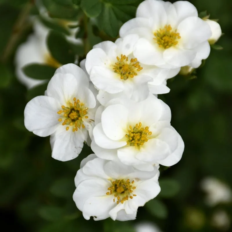 POTENTILLA CREME BRULEE
