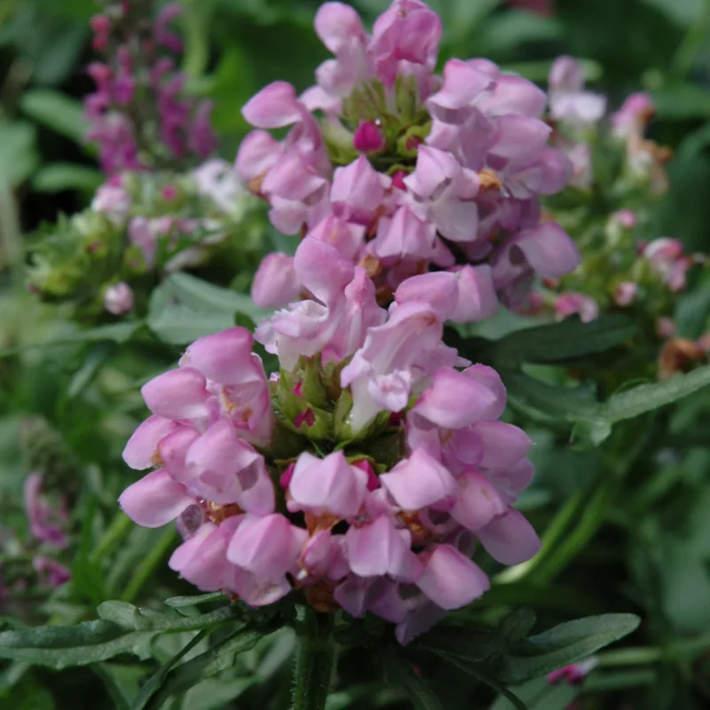 PRUNELLA SUMMER DAZE
