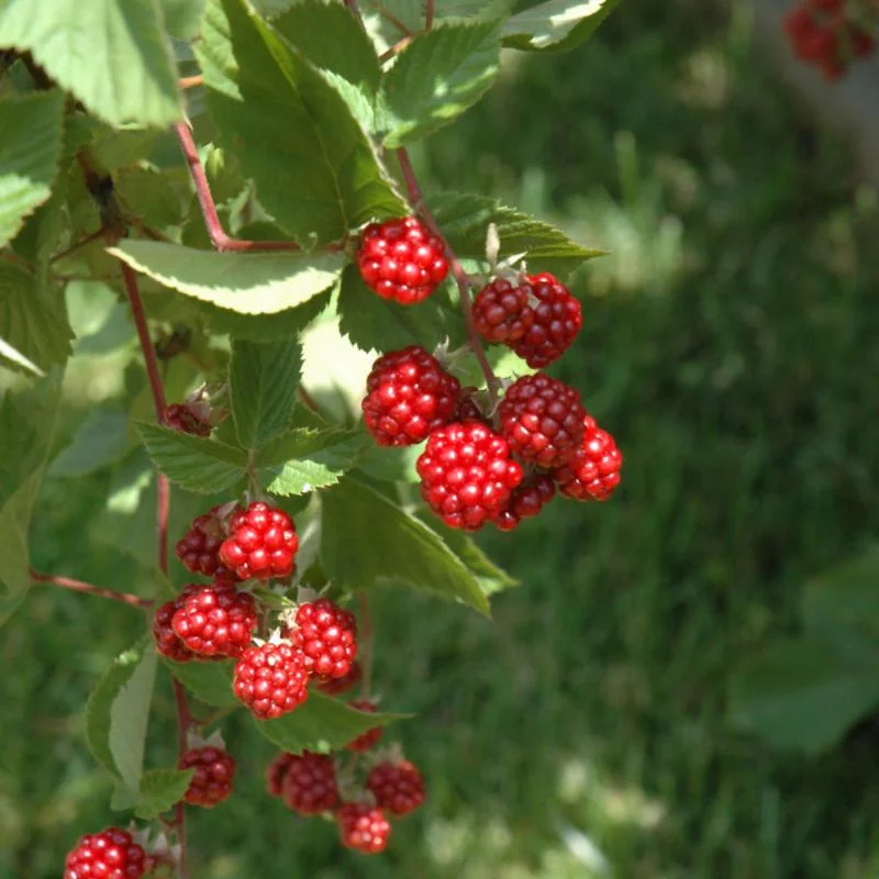 RASPBERRY HERITAGE