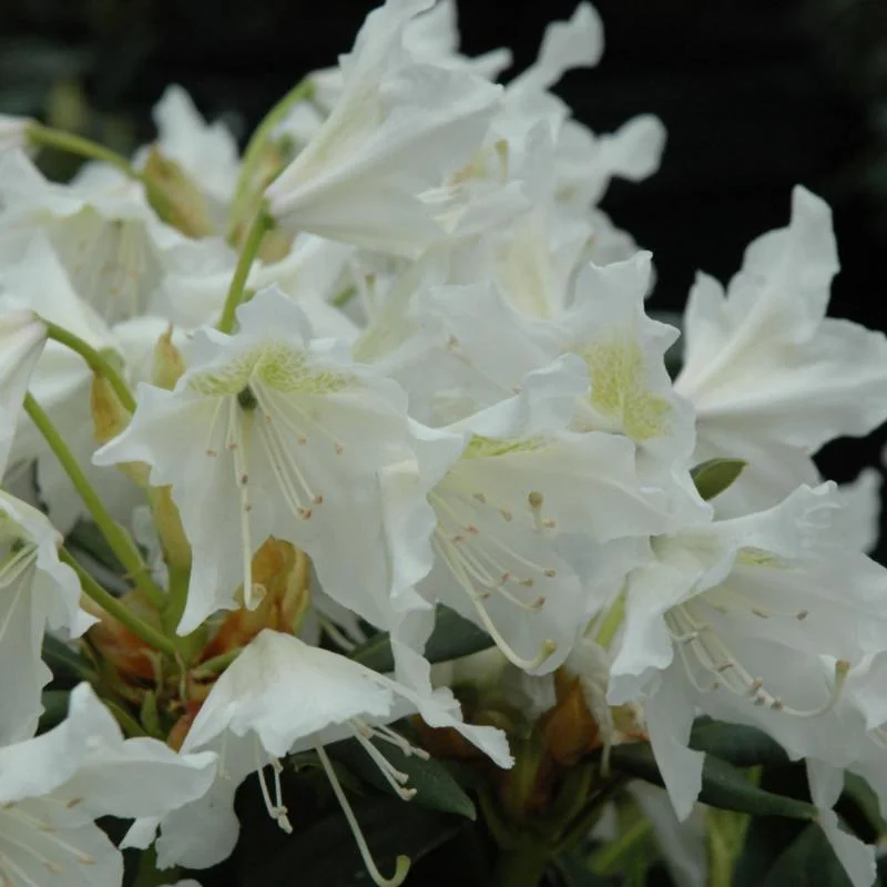 RHODODENDRON CUNNINGHAM’S WHITE