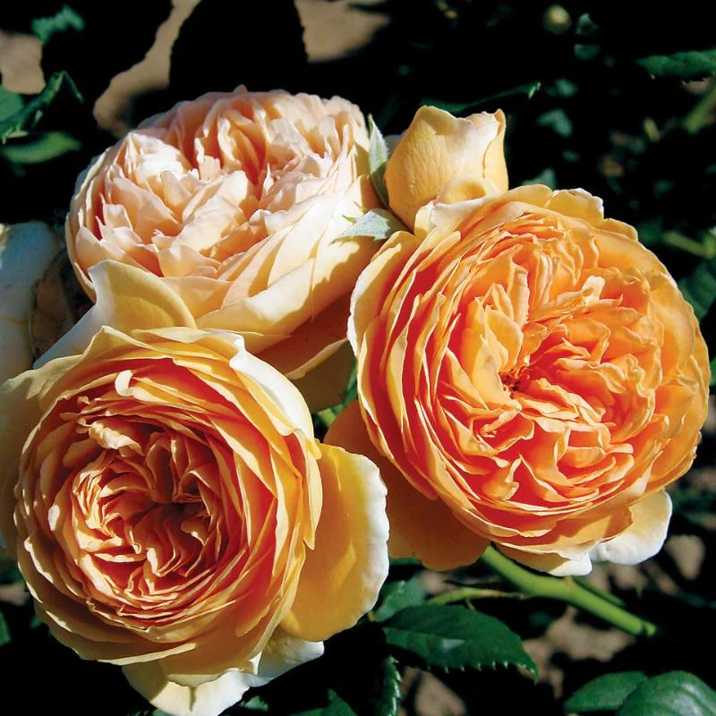 ROSE AUSTIN CROWN PRINCESS MARGARETA