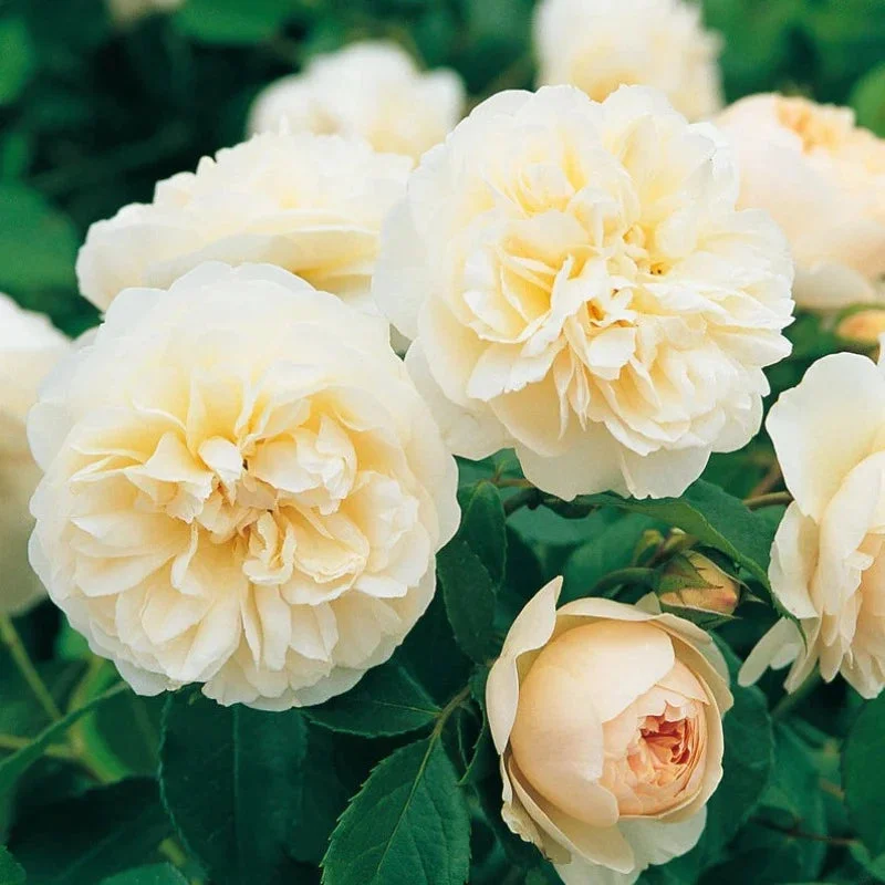 ROSE AUSTIN LICHFIELD ANGEL