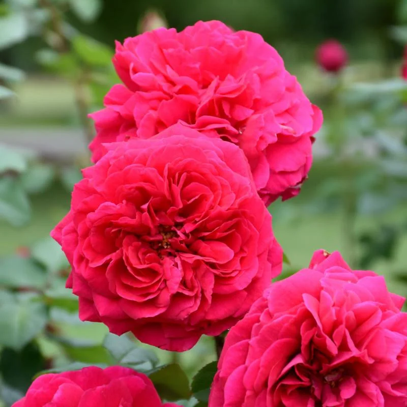 ROSE AUSTIN TESS OF THE D’URBEVILLES
