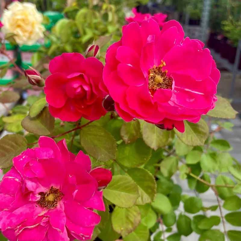 ROSE EXPLORER GEORGE VANCOUVER