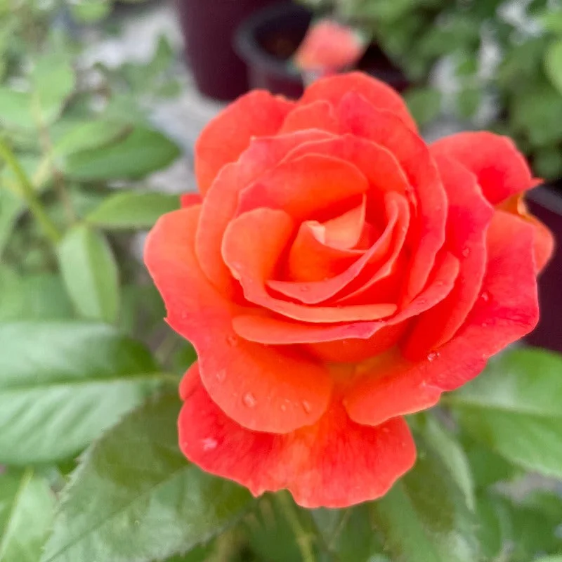ROSE FLORIBUNDA LIVIN’ EASY