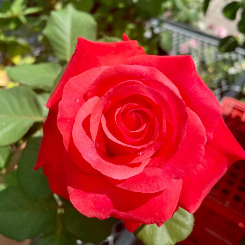 ROSE HYBRID TEA ARTISTRY