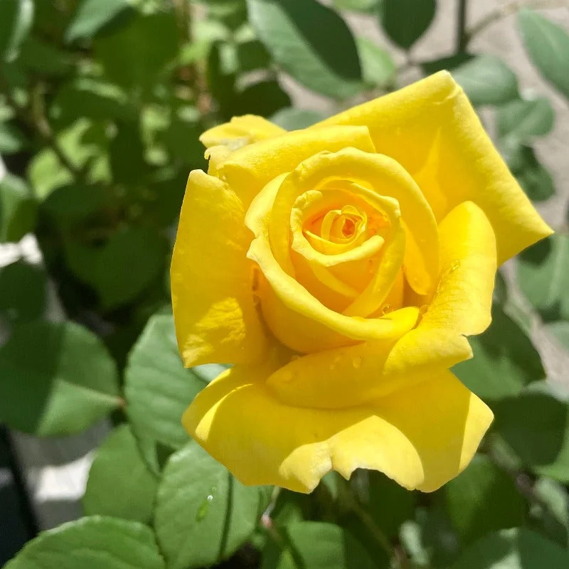 ROSE HYBRID TEA LIONS INTERNATIONAL