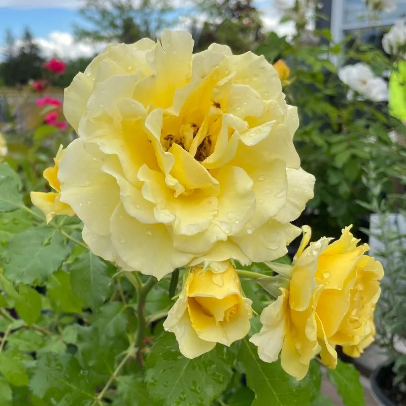 ROSE HYBRID TEA MIDAS TOUCH