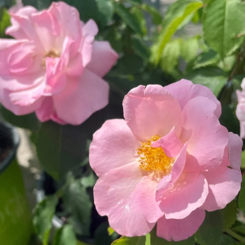ROSE KNOCK OUT PEACHY