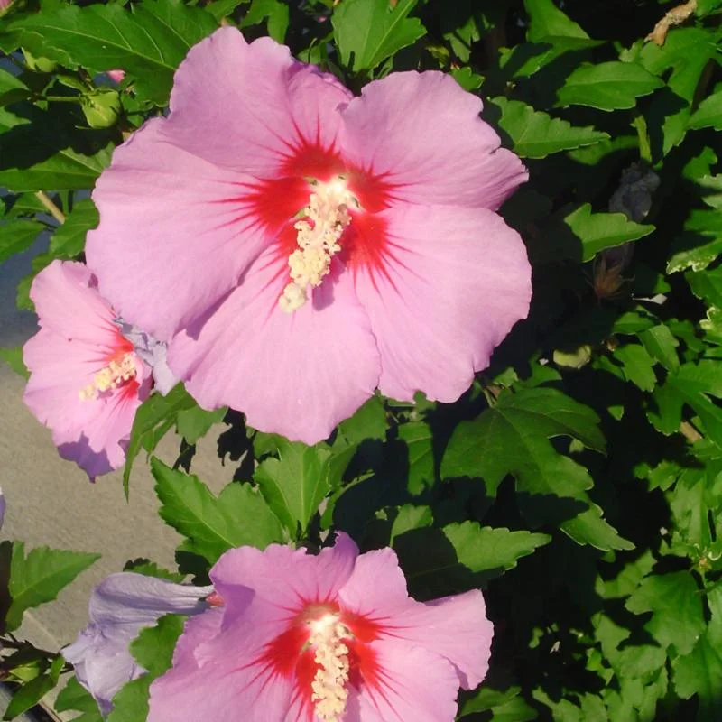ROSE OF SHARON HAMABO