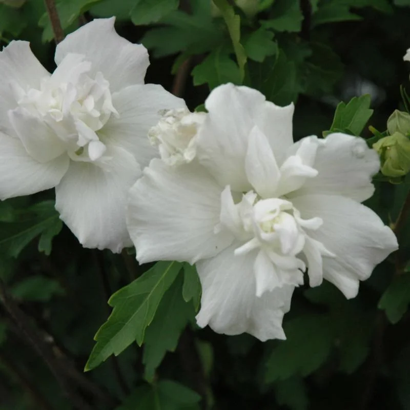 ROSE OF SHARON JEANNE D’ARC