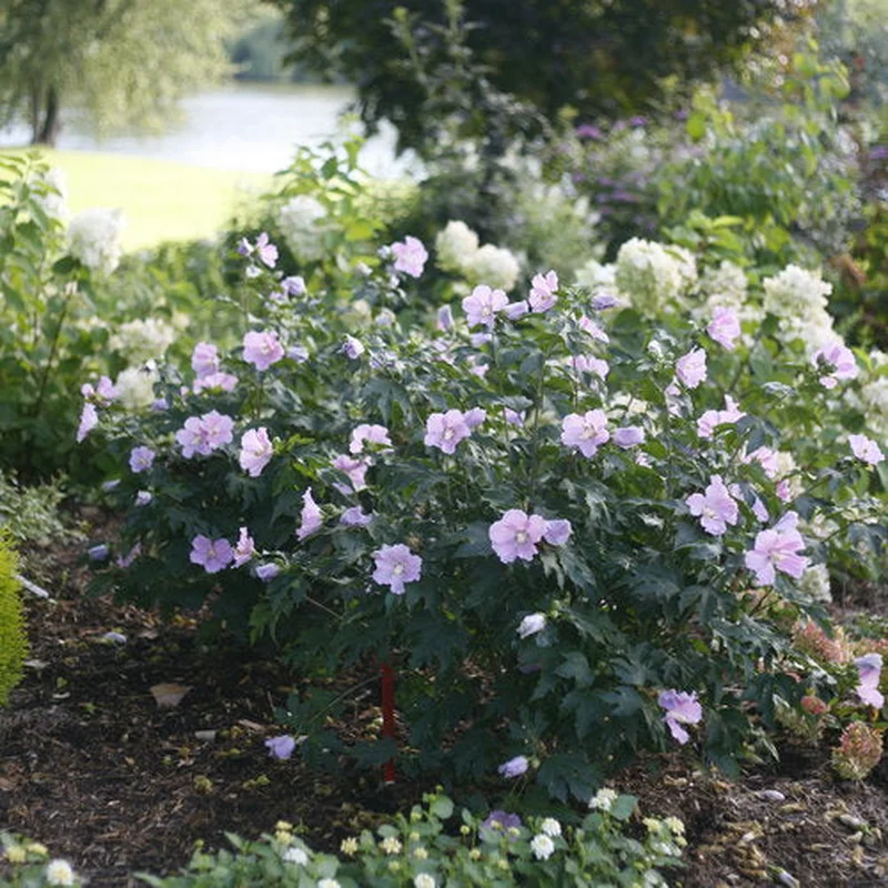 ROSE OF SHARON POLLYPETITE PW