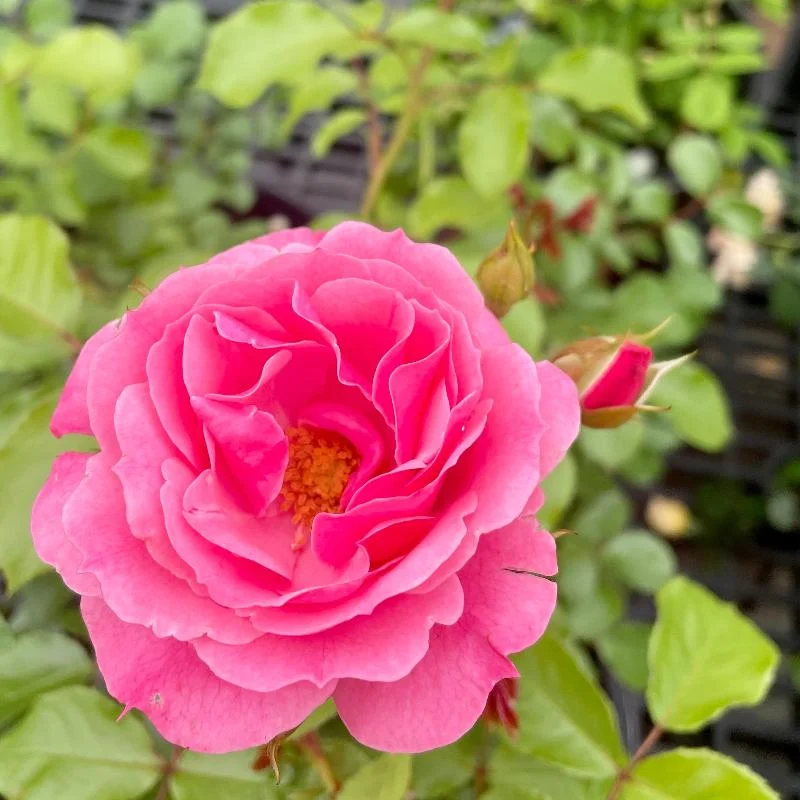 ROSE SHRUB BONICA
