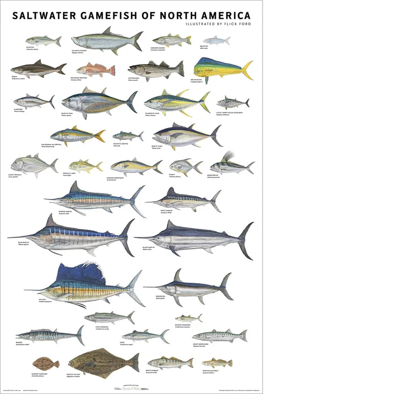 Saltwater Gamefish of North America 24×36 Poster
