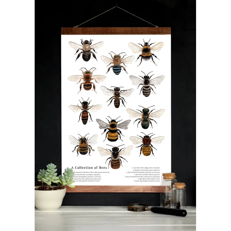 School Room Chart – A Collection of Bees – 12 x 18 Poster