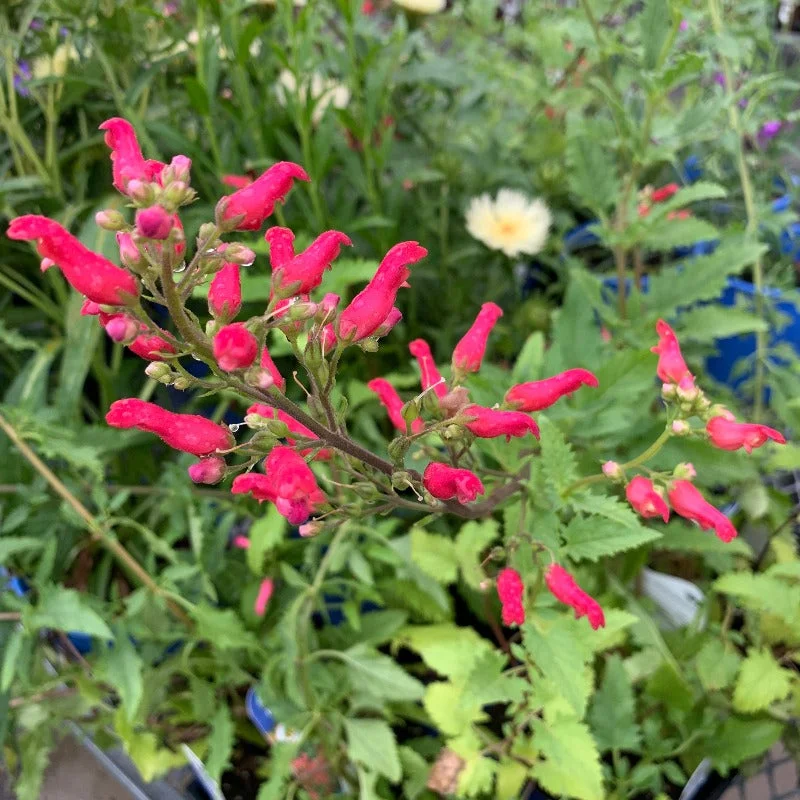 SCROPHULARIA MACRANTHA