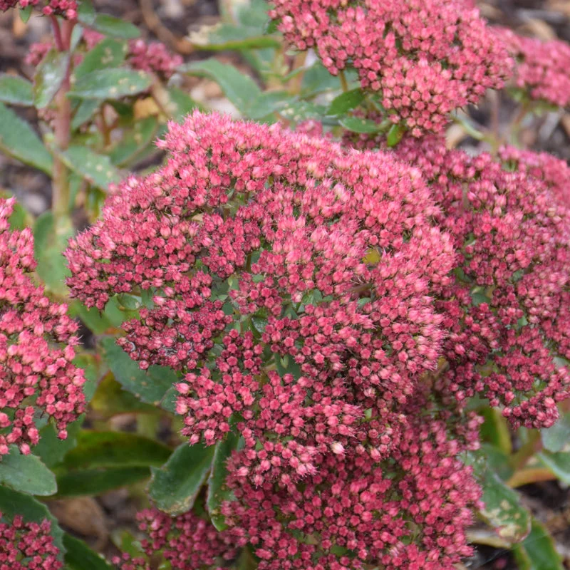 SEDUM MUNSTEAD DARK RED