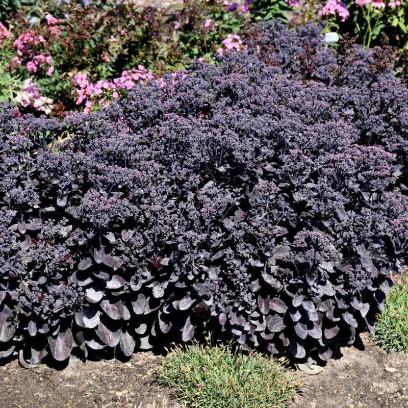 SEDUM ROCK N GROW BACK IN BLACK