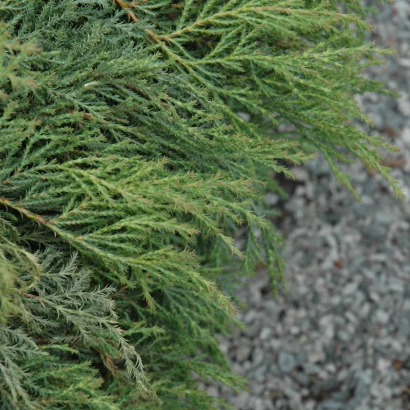 SIBERIAN CAPRET CYPRESS ‘DREW’S BLUE