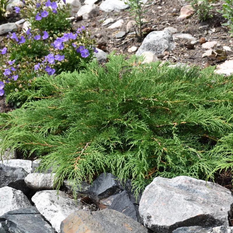 SIBERIAN CYPRESS ‘CELTIC PRIDE’