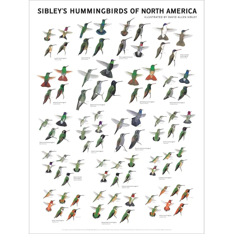 Sibley’s Hummingbirds of North America Wall 18×24 Poster