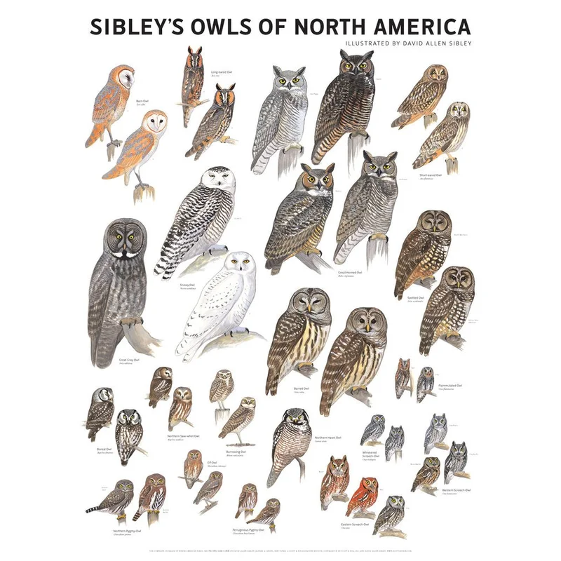 Sibley’s Owls of North America 18×24 Wall Poster