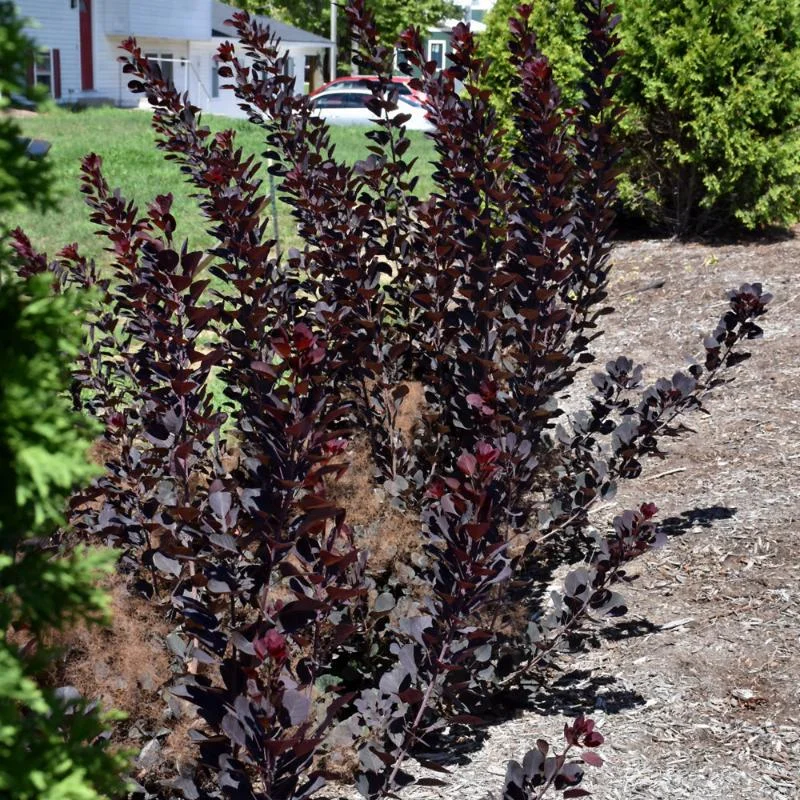 SMOKEBUSH WINECRAFT BLACK