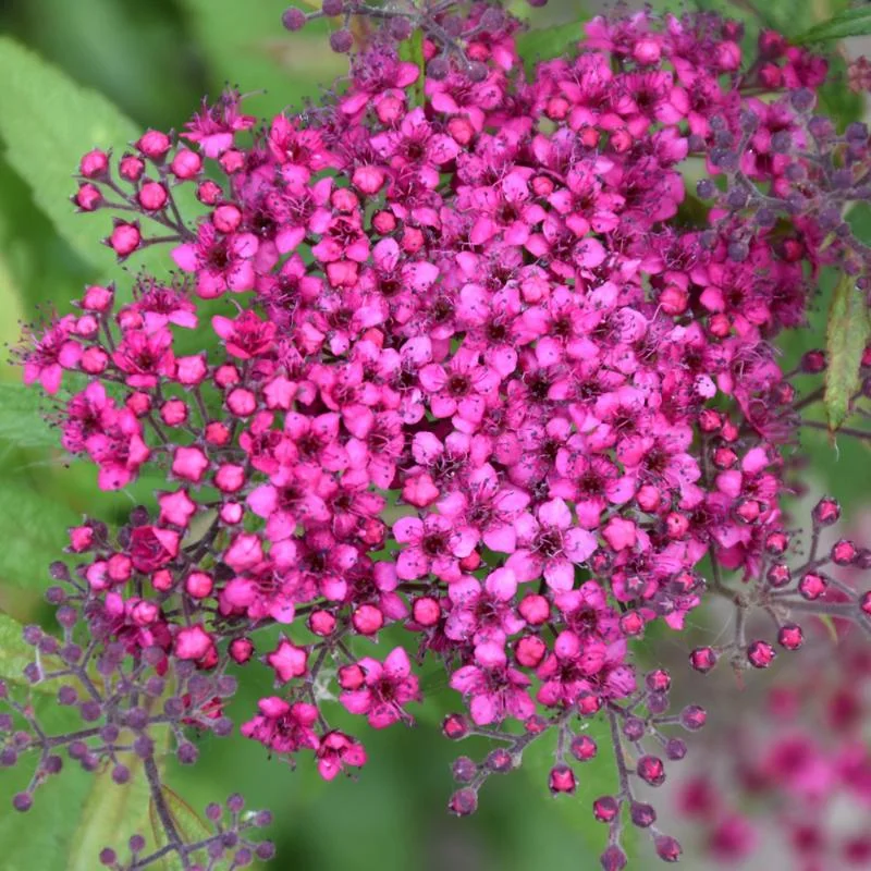 SPIREA DART’S RED