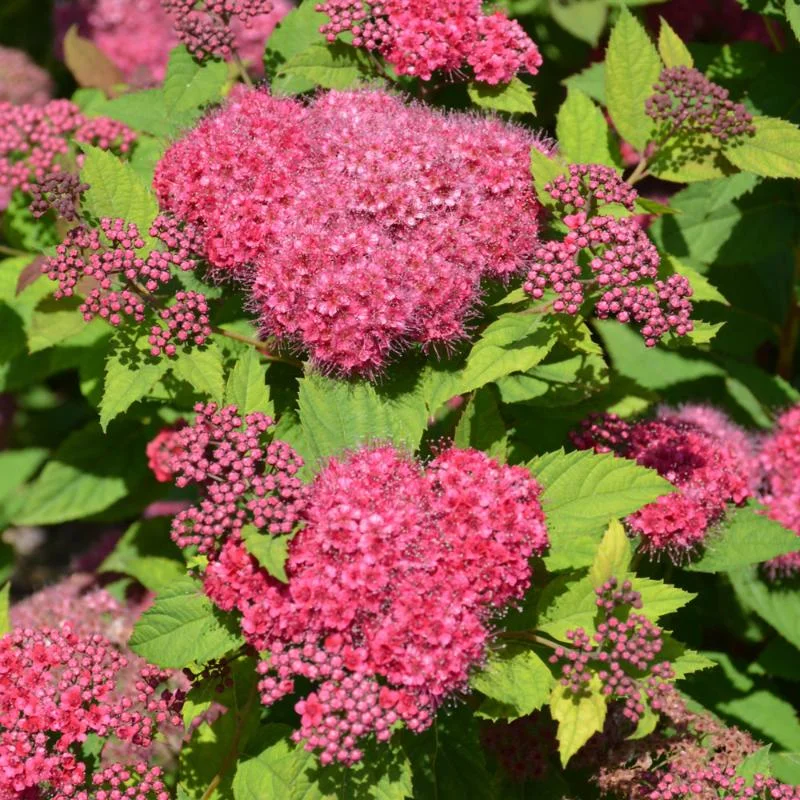 SPIREA DOUBLE PLAY RED