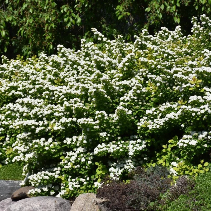 SPIREA GLOW GIRL