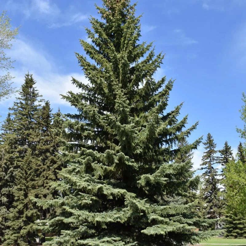 SPRUCE COLORADO BLUE
