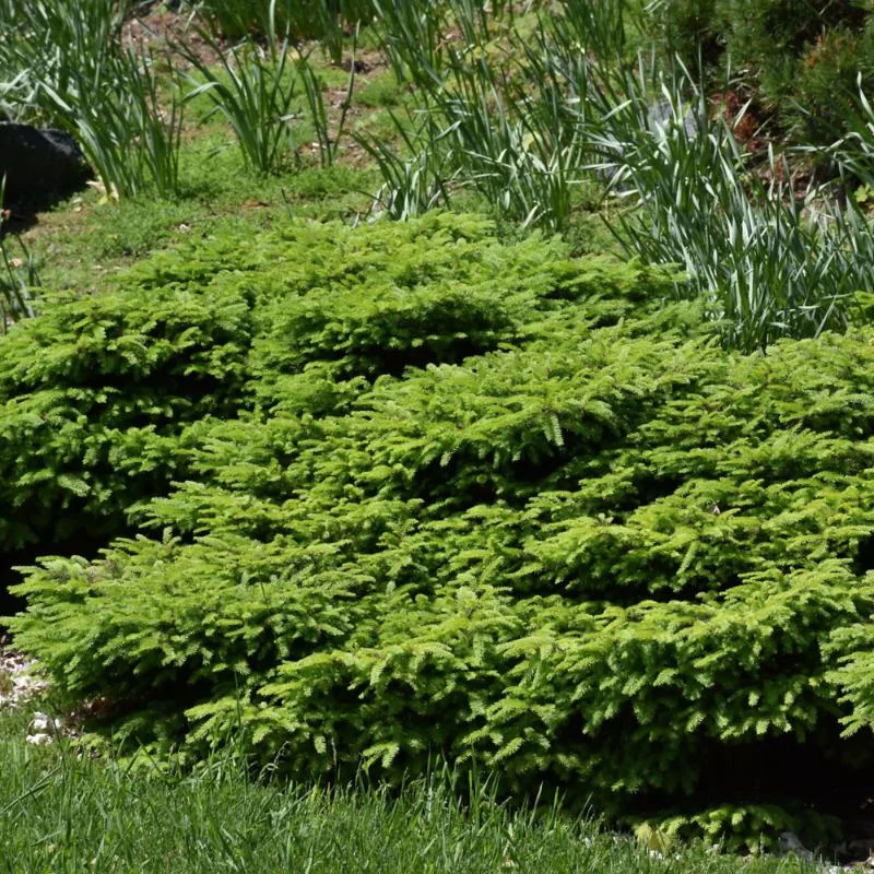 SPRUCE LITTLE GEM
