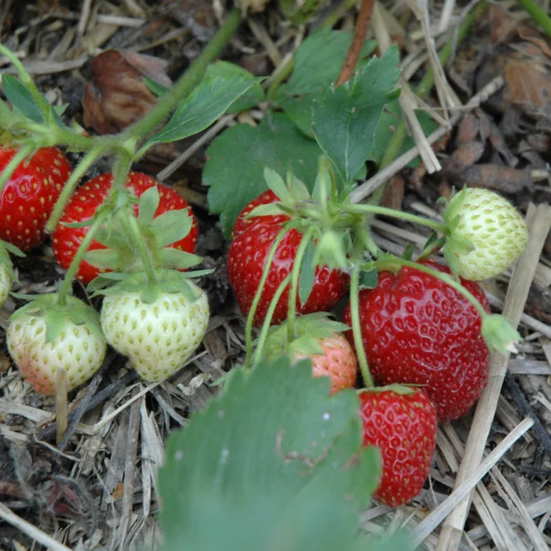STRAWBERRY VEESTAR