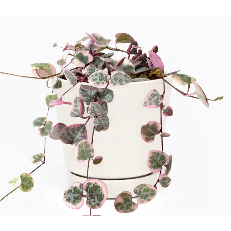 STRING OF HEART VARIEGATED