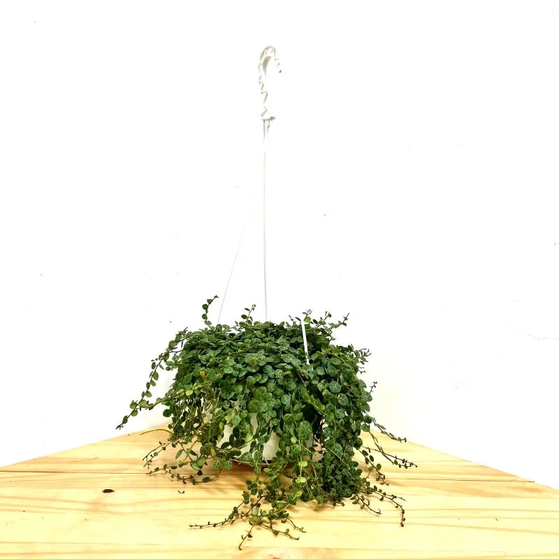 STRING OF TURTLES