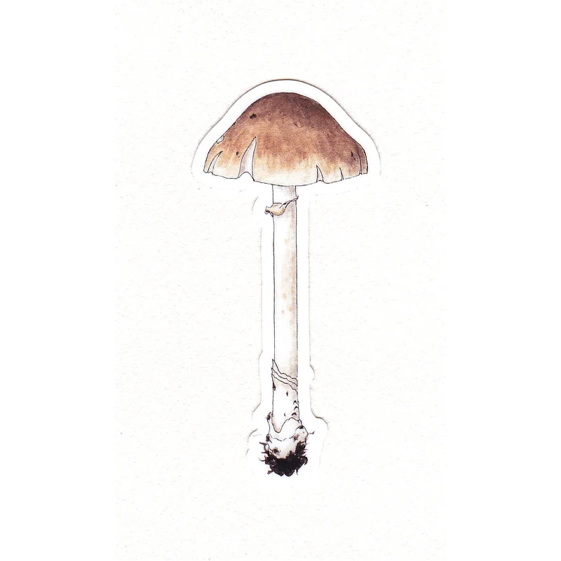 Tan Mushroom Waterproof Sticker