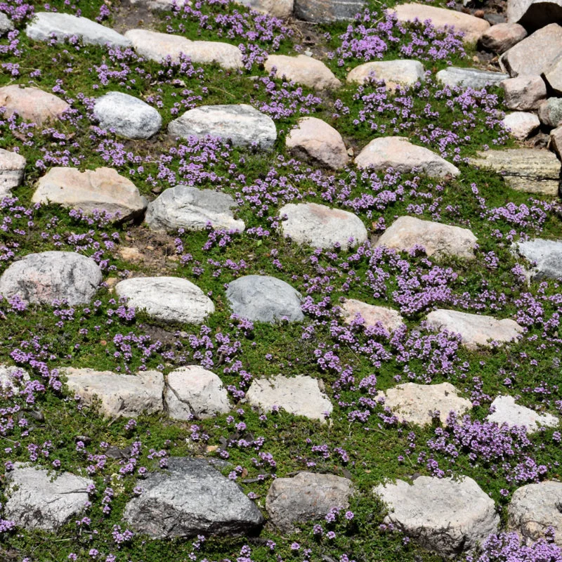 THYMUS PURPLE CARPET