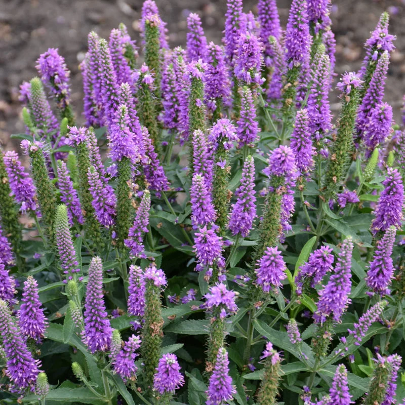 VERONICA PURPLE ILLUSION