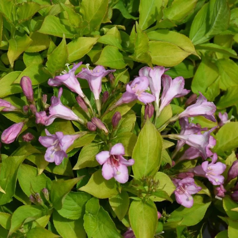 WEIGELA SNIPPET LIME