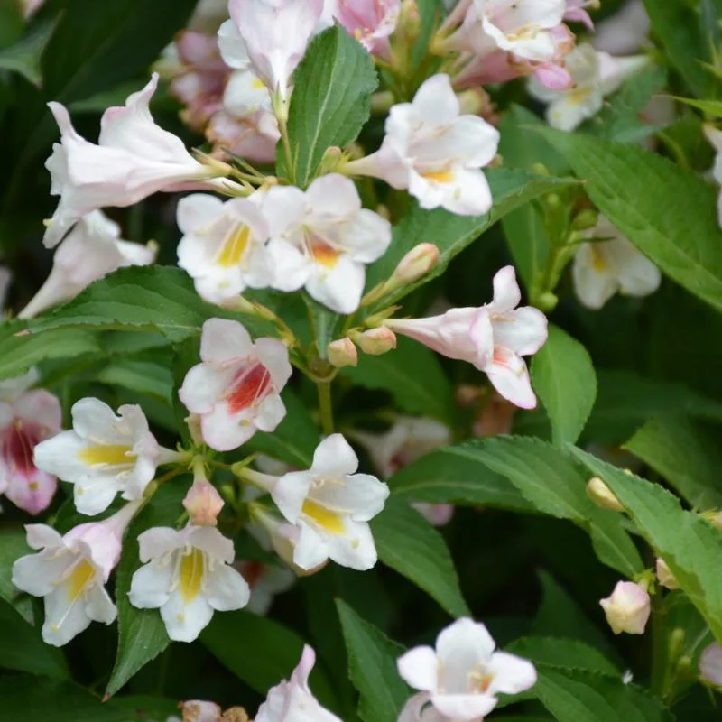 WEIGELA SONIC BLOOM PEARL