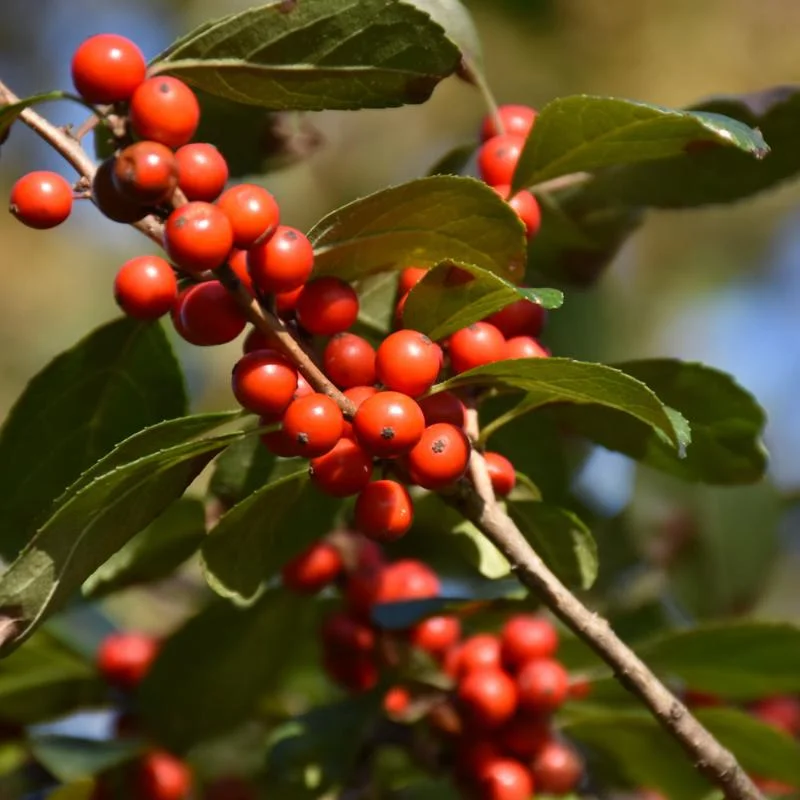 WINTERBERRY AFTERGLOW