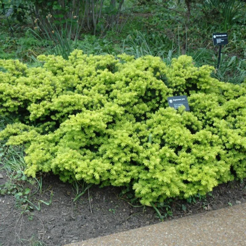 YEW DWARF GOLDEN JAPANESE